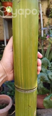 Caña de bambú 3 m de alto 5 a 7 cm ancho