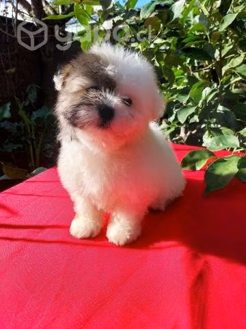 Cachorros Coton de Tulear - Imagen 2