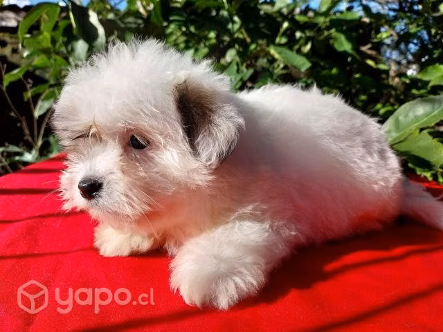Cachorros Coton de Tulear