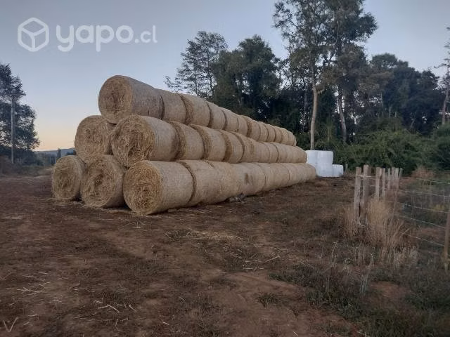 Bolos de paja
