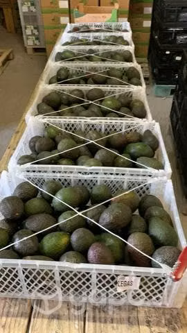 Palta Hass - Delivery