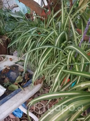 Plantas finas