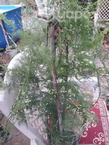 Plantas finas