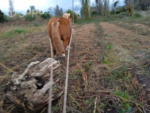 Buena potranca - Imagen 2