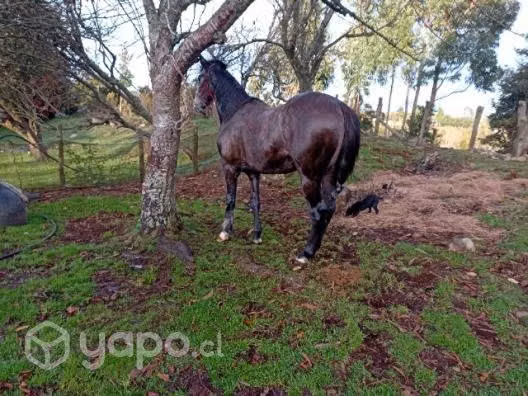 Caballo