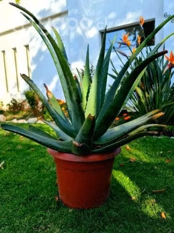 Planta Aloe Vera (3)
