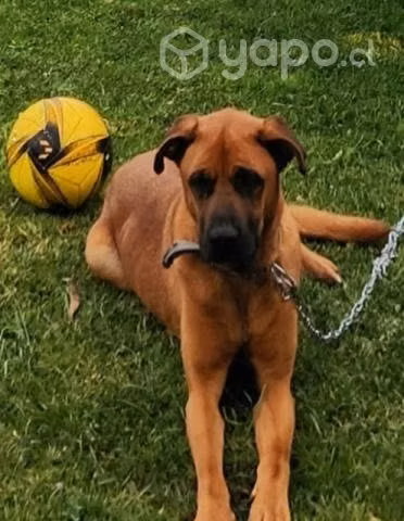 Regalo Perrito mezcla de Pastor aleman con Boxer