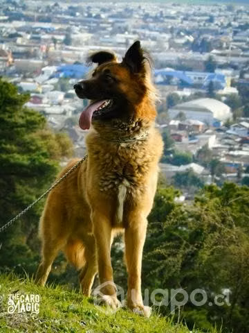 Se busca hembra para cruza