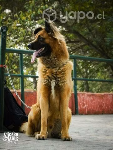 Se busca hembra para cruza