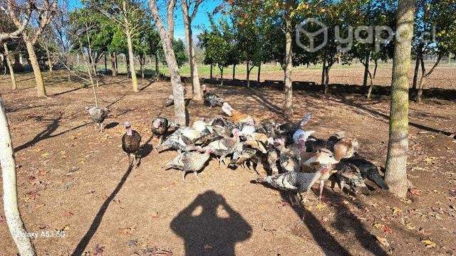 Pavos de campo - Imagen 4