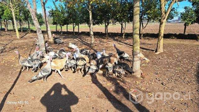 Pavos de campo - Imagen 6