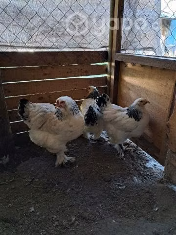 Últimas gallinas