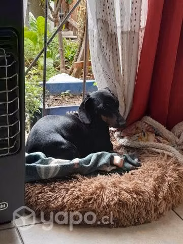 Se busca novio salchicha mini (Dachshund) - Imagen 4
