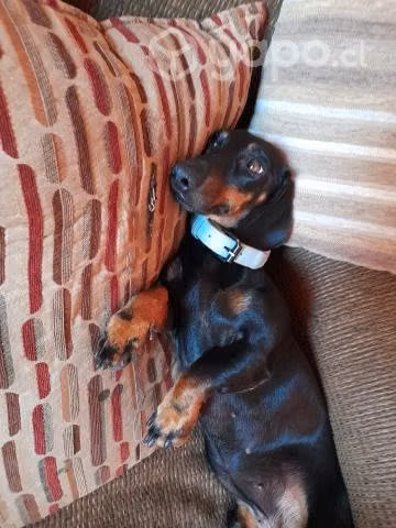 Se busca novio salchicha mini (Dachshund) - Imagen 3