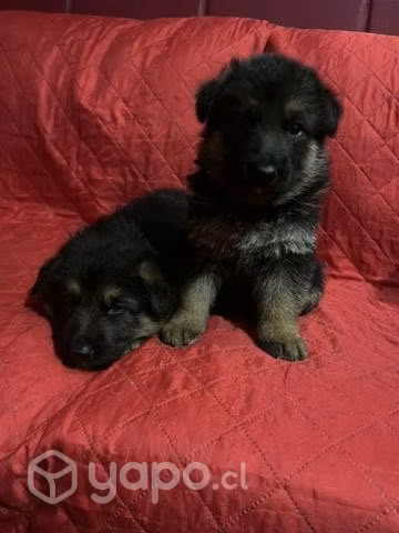 Pastor alemán