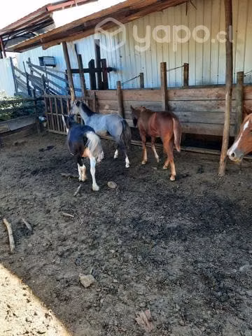 Yegua petiza y dos potrillos