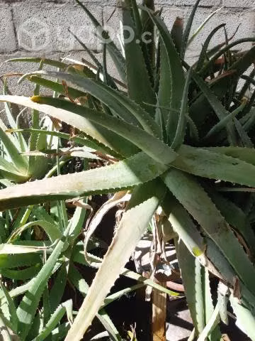 Plantas aloeveras