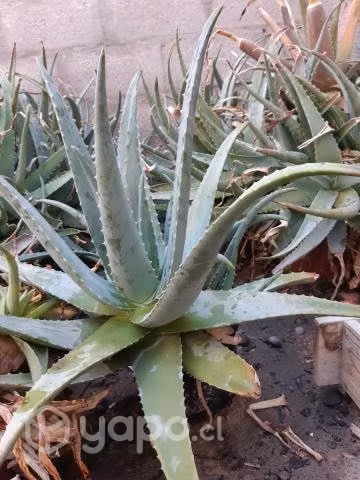 Plantas aloeveras