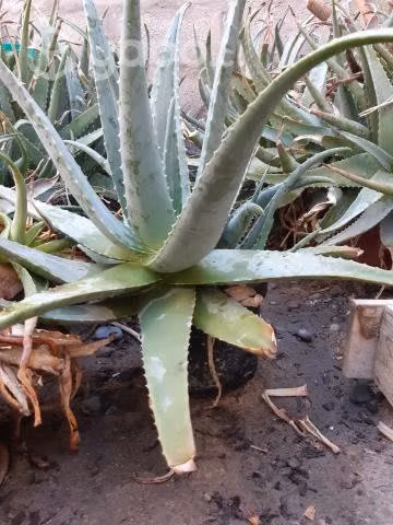 Plantas aloeveras