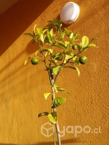 Árboles frutales