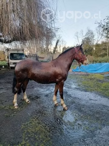 caballo inscrito - Imagen 3
