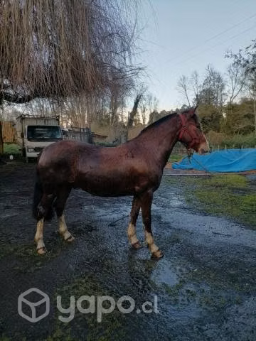 caballo inscrito - Imagen 2