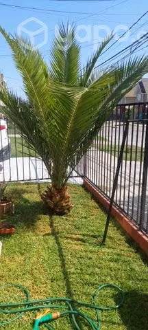 Palmera hermosa para casa