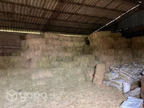 Fardos de Alfalfa