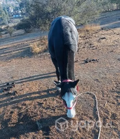 Caballo maestro - Imagen 3