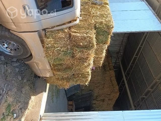 Fardos de alfalfa