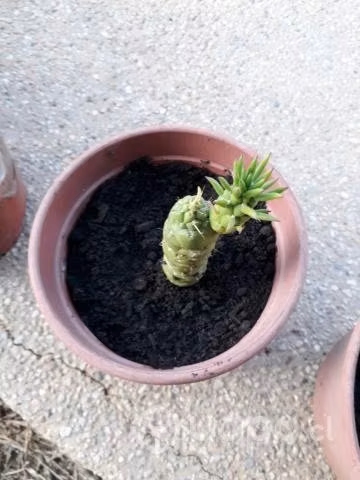 Preciosos cactus