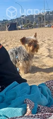Busco novia para mi perro yorkshire