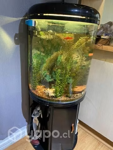 Pescera automática semi nueva incluye mueble