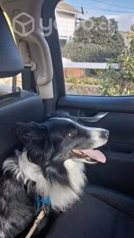Border collie