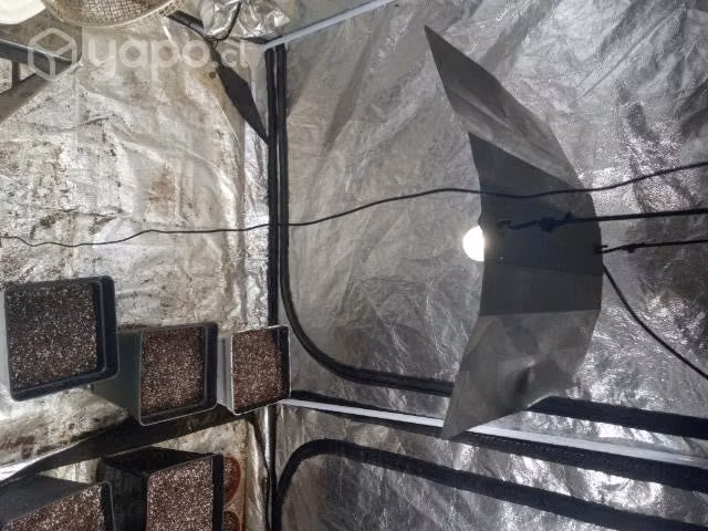 Indoor completo 240x120 de 600w