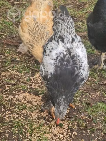 Gallina brahama y huevos brahama