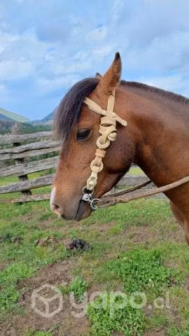 Potrito Poni mampato