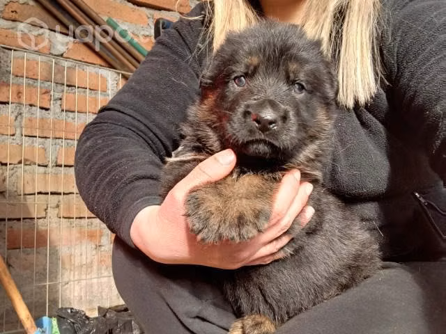Proplan Cachorro Pastor Aleman