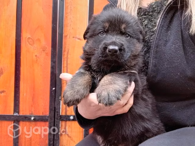 Proplan Cachorro Pastor Aleman