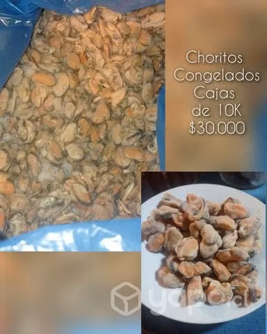 Productos congelados (Frambuesa y Choritos)