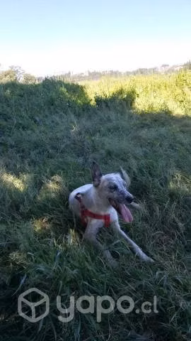 perrita