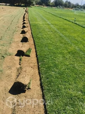 Alfombra pasto natural