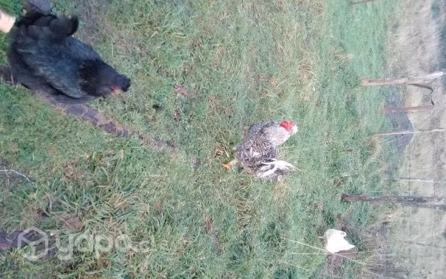 Gallo