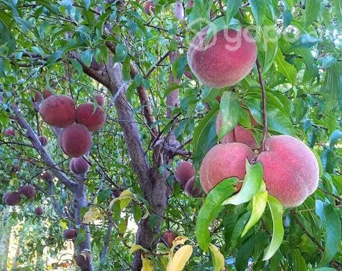 Arboles Frutales injertados