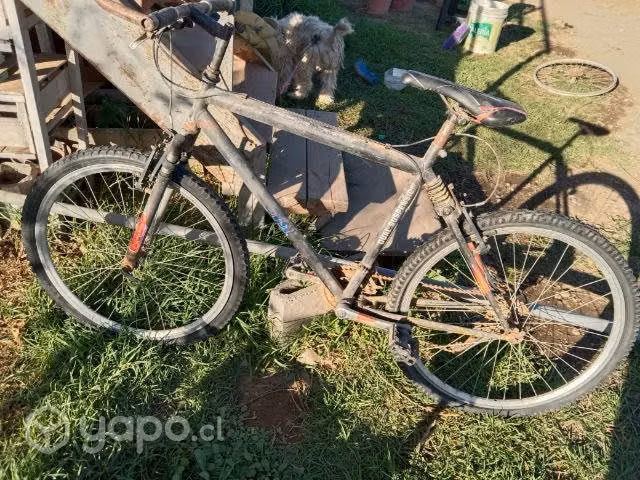 Bianchi negra