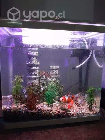 Completa con los Peces y todo lo que se ve
