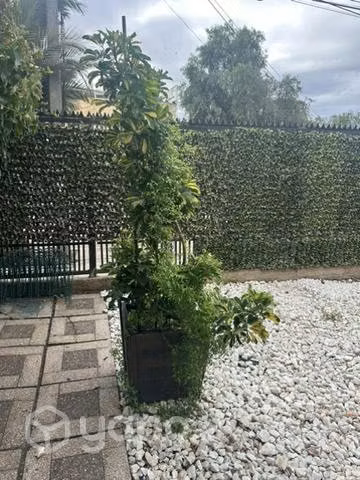 Lindas plantas