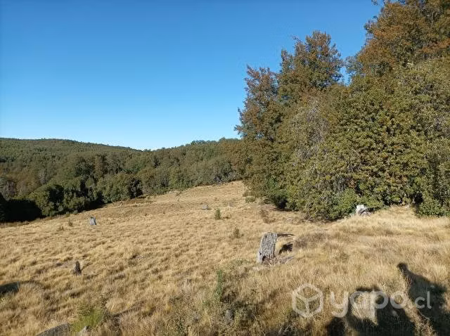 Excelente terreno con bosque nativo adulto