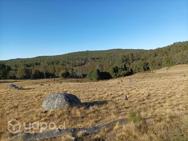 Excelente terreno con bosque nativo adulto