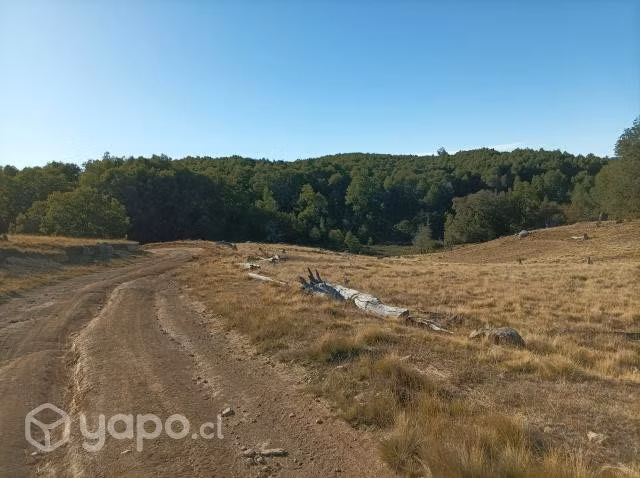 Excelente terreno con bosque nativo adulto